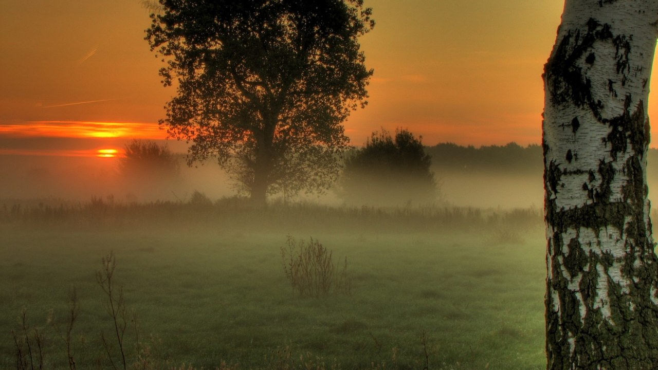Обои утро, дерево, восход солнца, туман, атмосфера в разрешении 1280x720