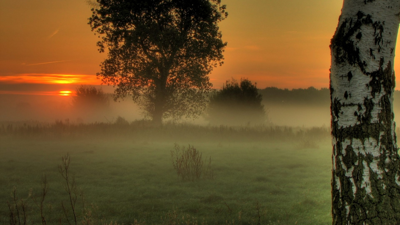 Обои утро, дерево, восход солнца, туман, атмосфера в разрешении 1366x768