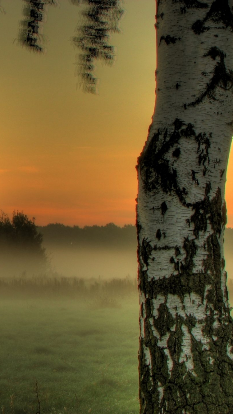 Обои утро, дерево, восход солнца, туман, атмосфера в разрешении 750x1334