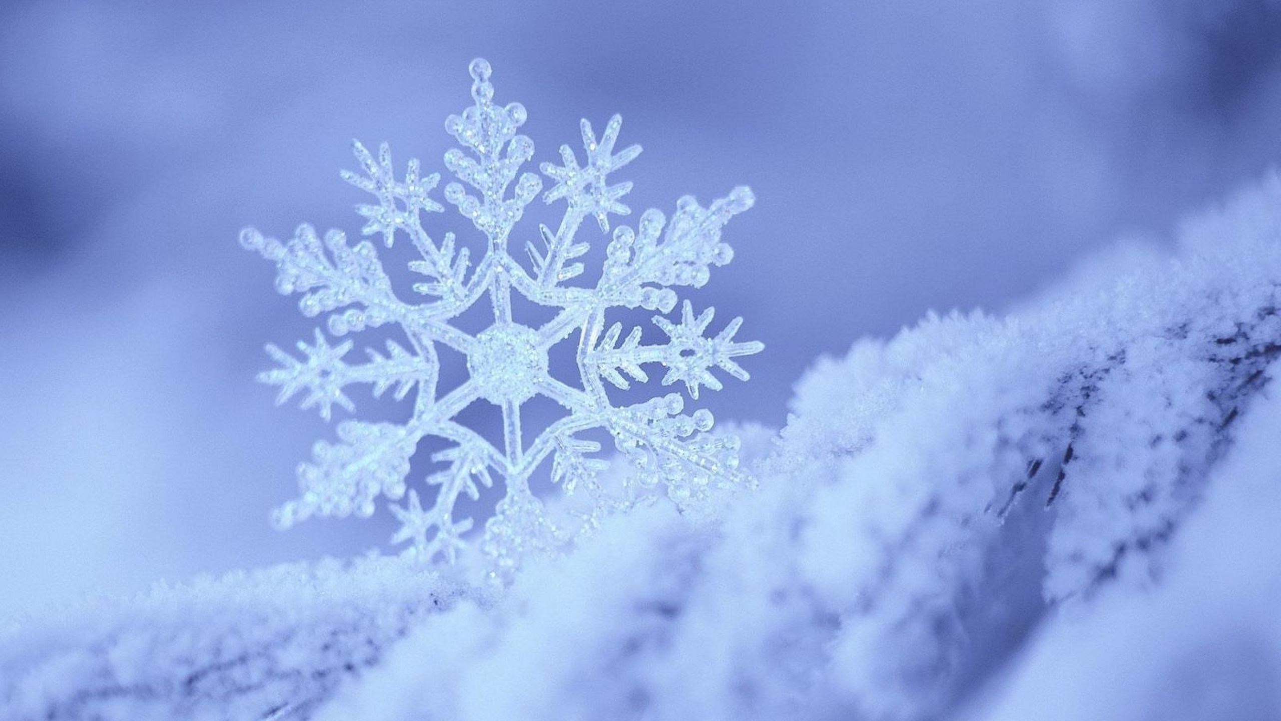 Обои зима, мороз, снег, замораживание, Снежинка в разрешении 2560x1440