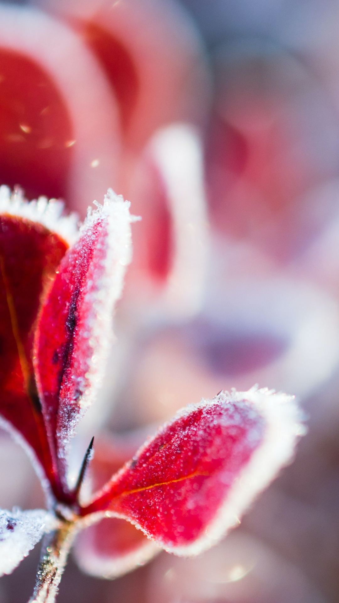 Обои цветок, растение, лепесток, наземное растение, розовый в разрешении 1080x1920