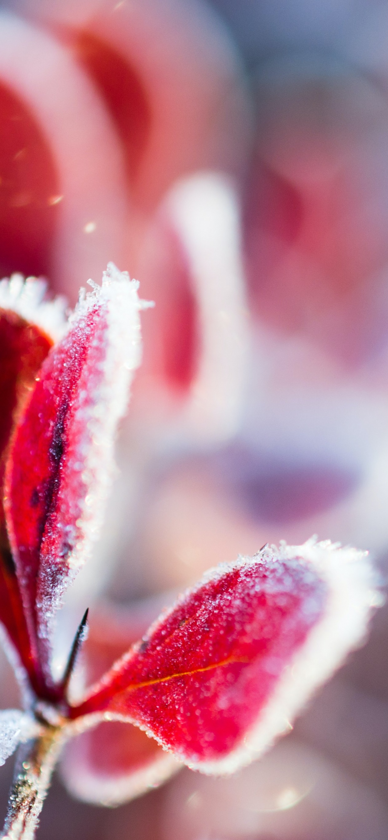 Обои цветок, растение, лепесток, наземное растение, розовый в разрешении 1242x2688