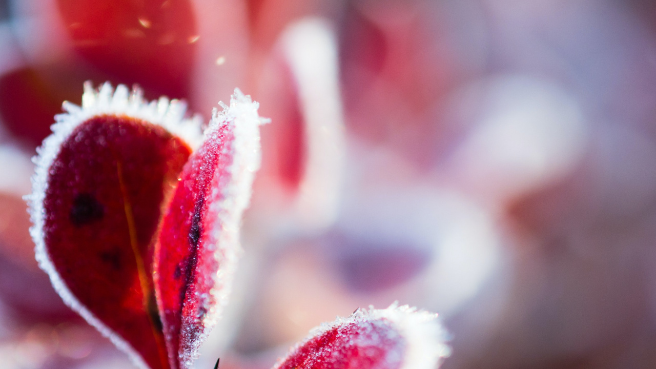 Обои цветок, растение, лепесток, наземное растение, розовый в разрешении 1280x720