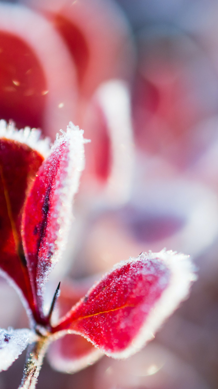 Обои цветок, растение, лепесток, наземное растение, розовый в разрешении 750x1334