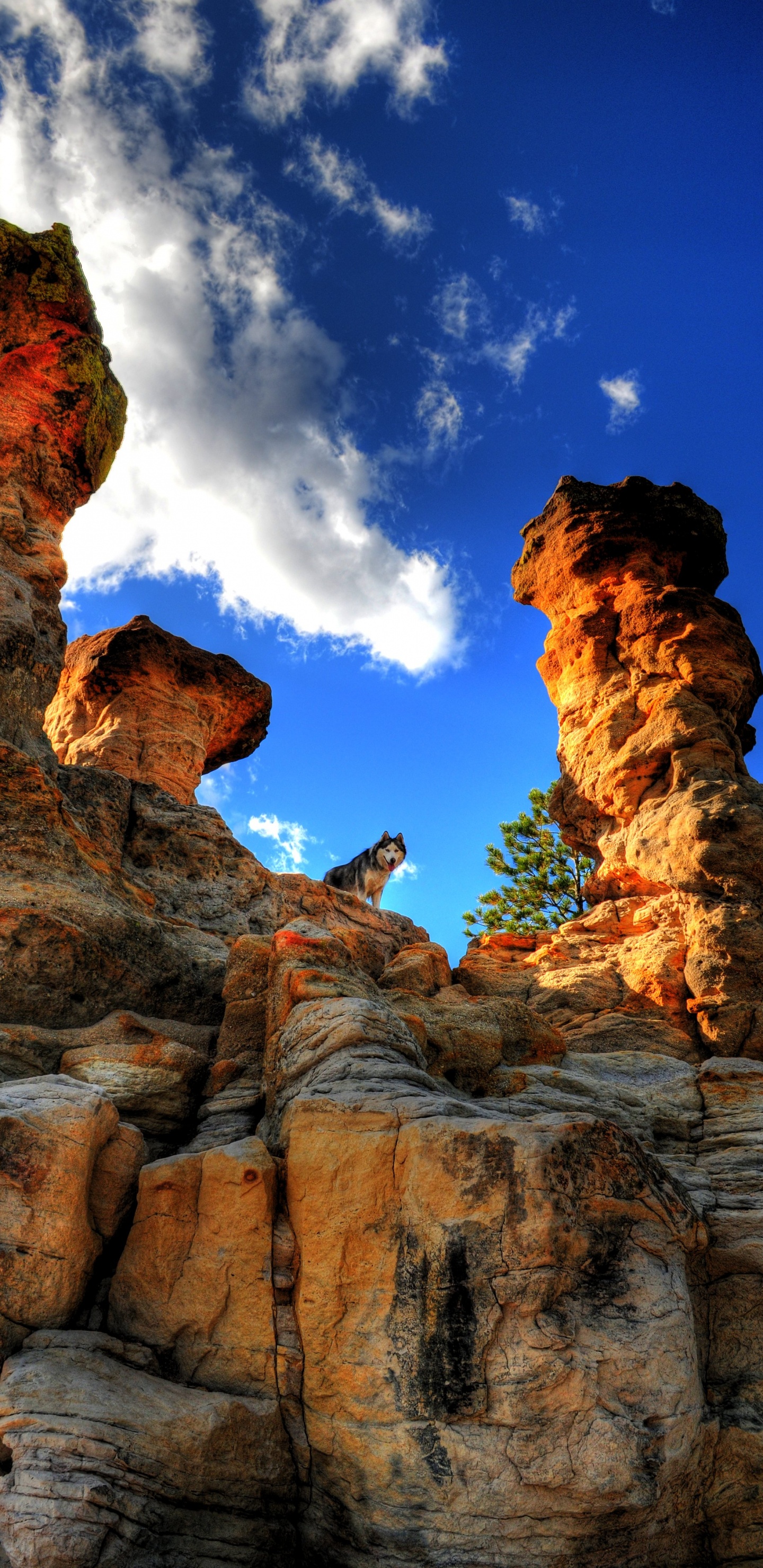 Обои датский дог, гора, кот, питомец рок, рок в разрешении 1440x2960