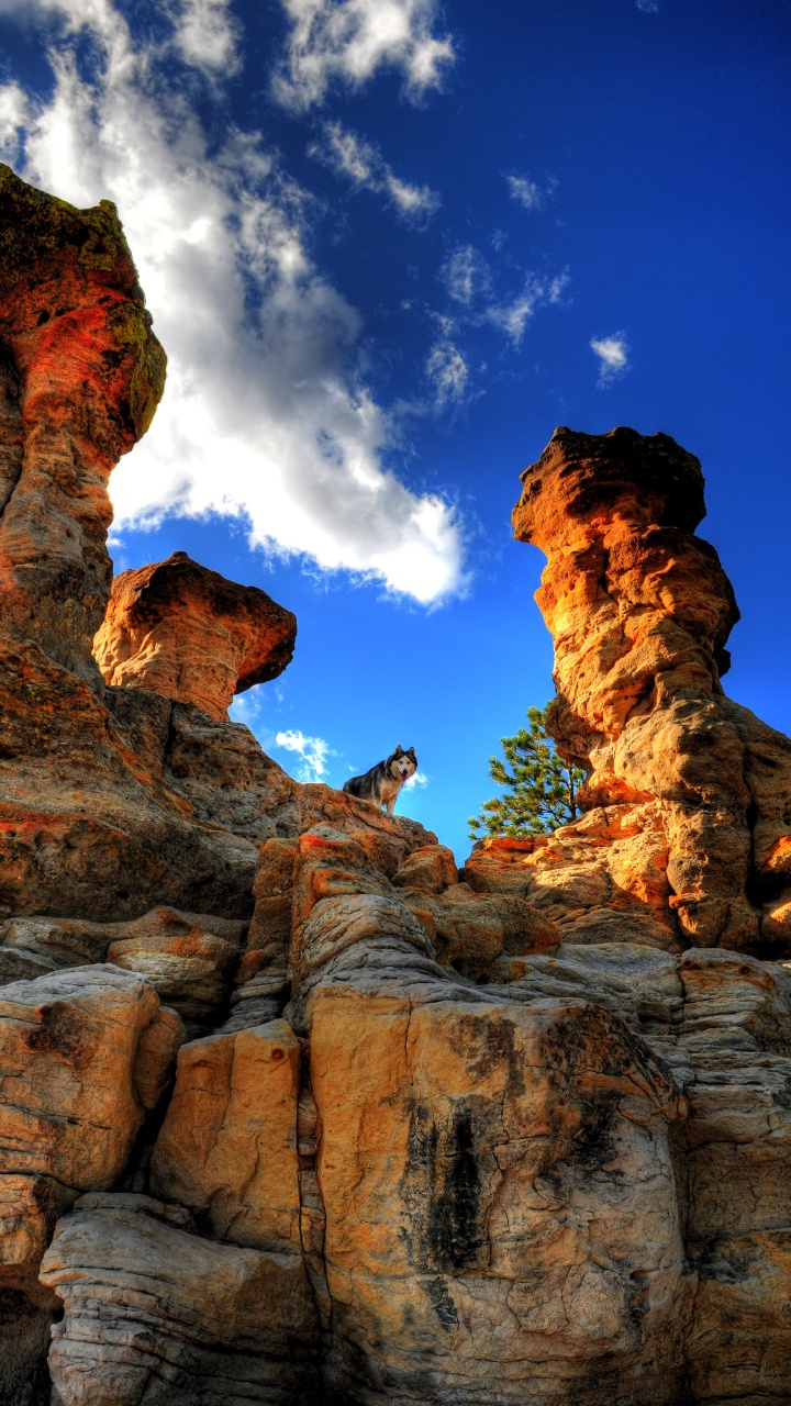 Обои датский дог, гора, кот, питомец рок, рок в разрешении 720x1280