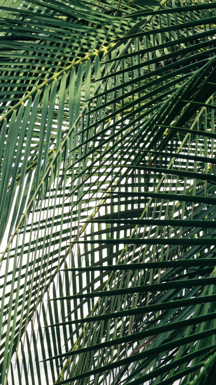 Обои узор, лист, растение, Пальма, линия в разрешении 720x1280