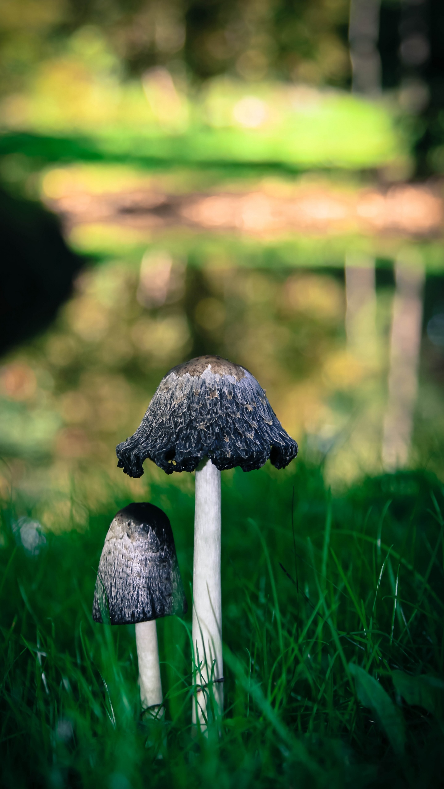 Обои гриб, зеленый, трава, съедобный гриб, биом в разрешении 1440x2560