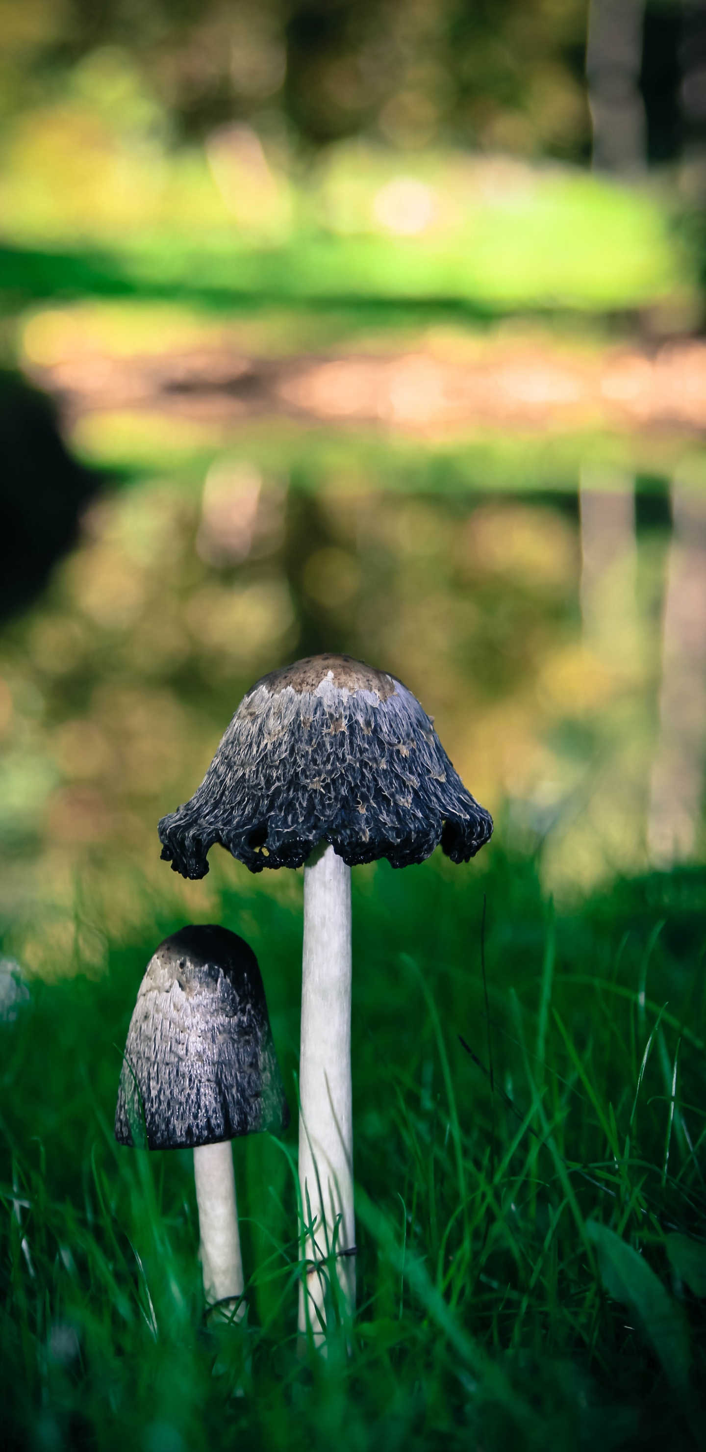 Обои гриб, зеленый, трава, съедобный гриб, биом в разрешении 1440x2960