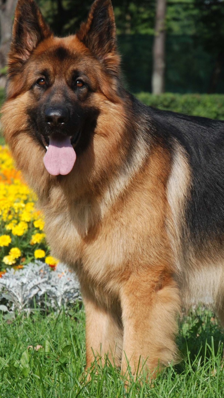 Обои Австралийская овчарка, щенок, король пастух, золотистый ретривер, собака породы в разрешении 720x1280