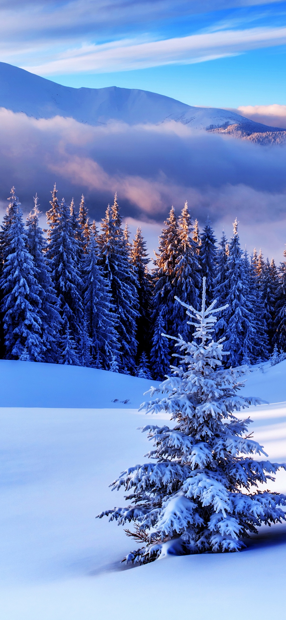 Обои дерево, зима, снег, природа, замораживание в разрешении 1125x2436