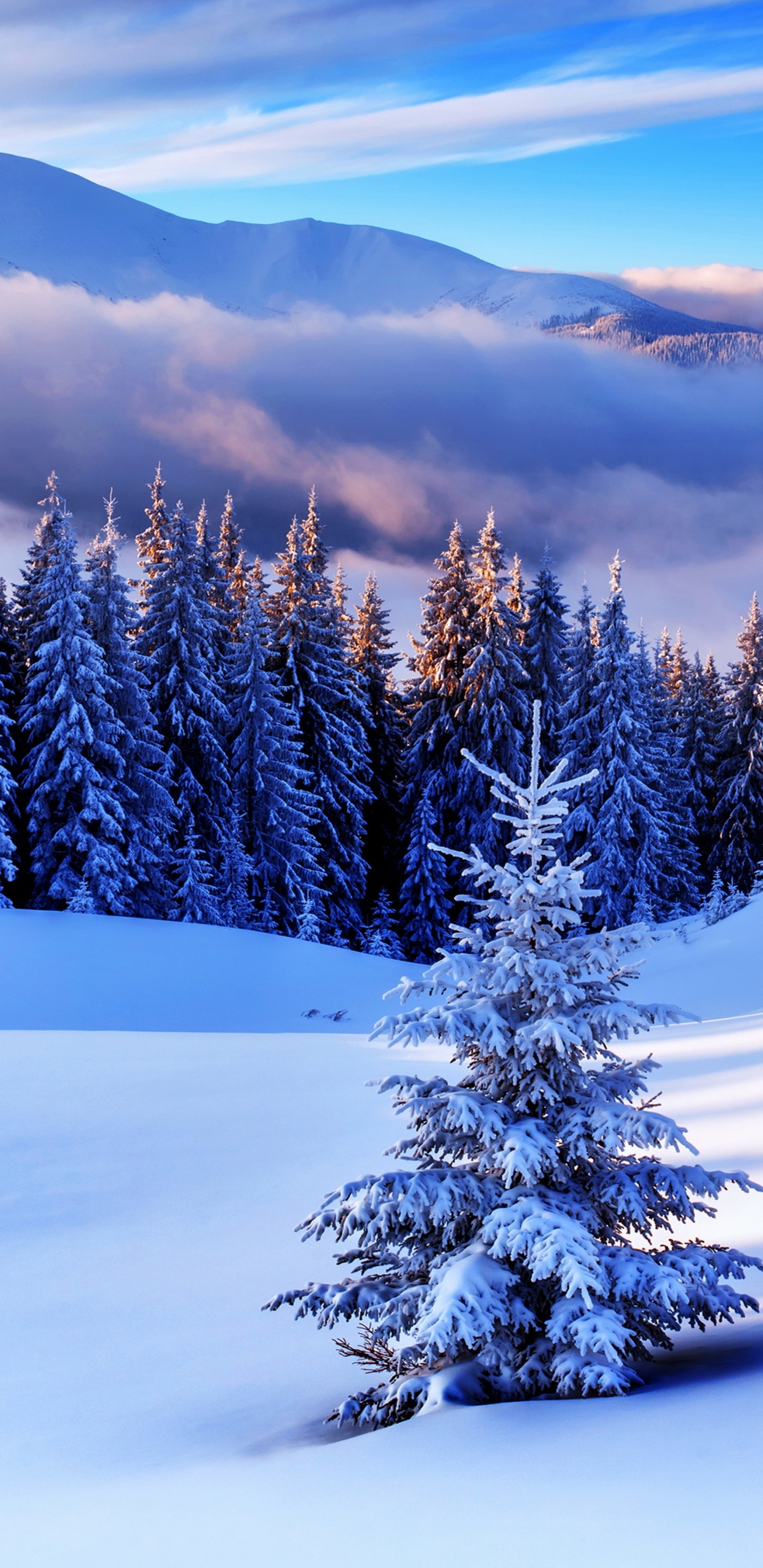 Обои дерево, зима, снег, природа, замораживание в разрешении 1440x2960