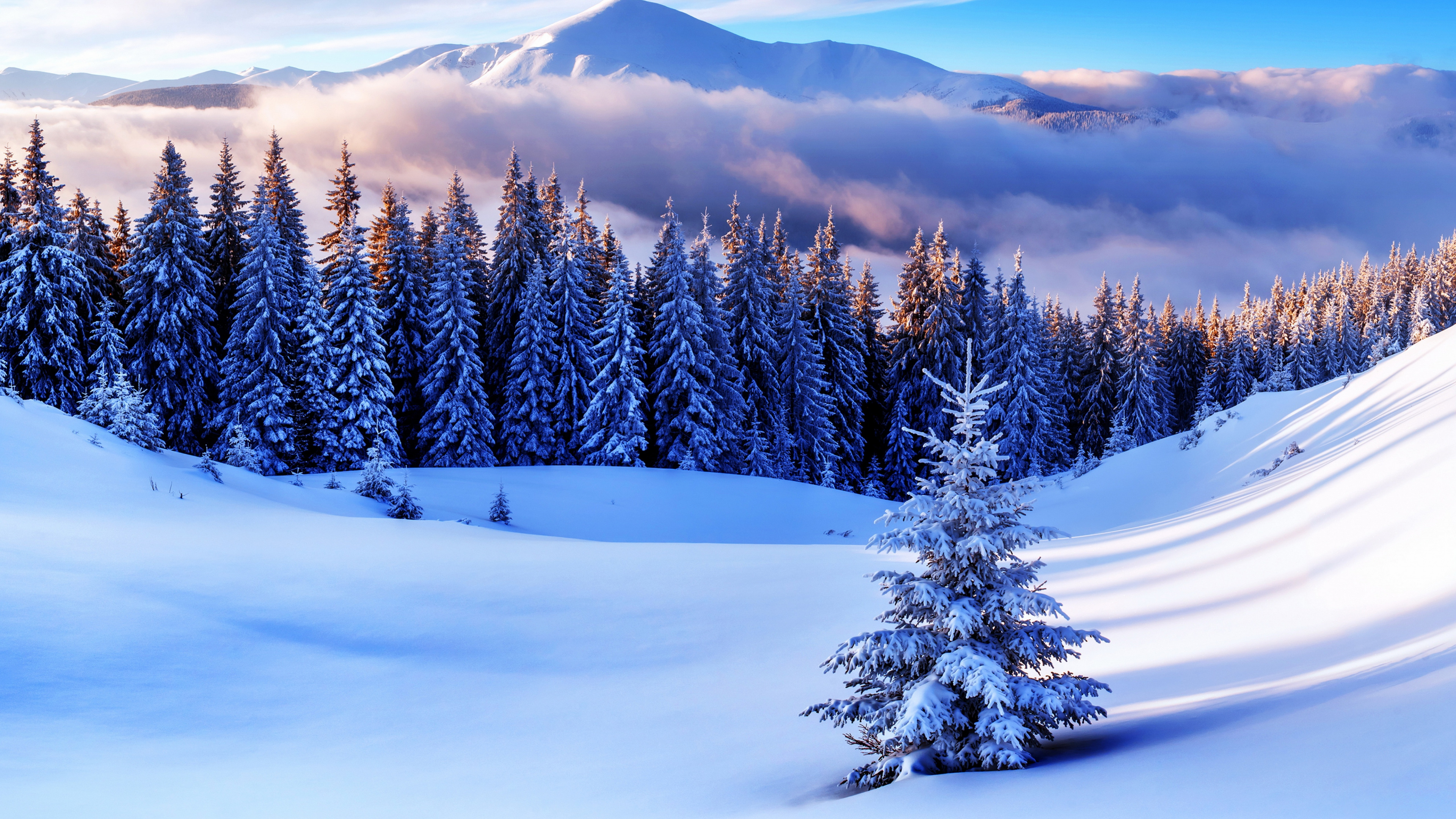 Обои дерево, зима, снег, природа, замораживание в разрешении 3840x2160