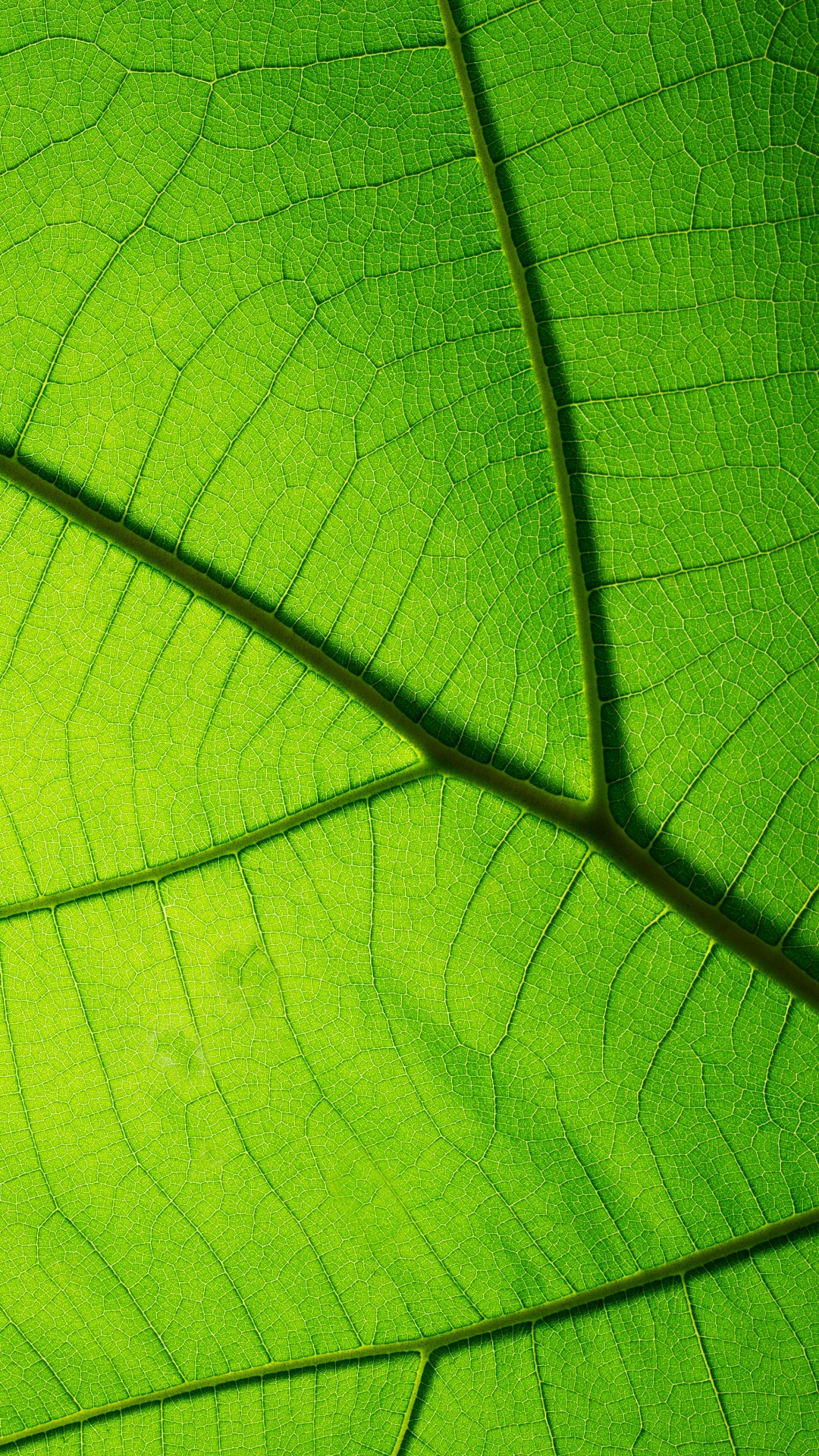 Обои текстура, зеленый, лист, растение, симметрия в разрешении 1080x1920