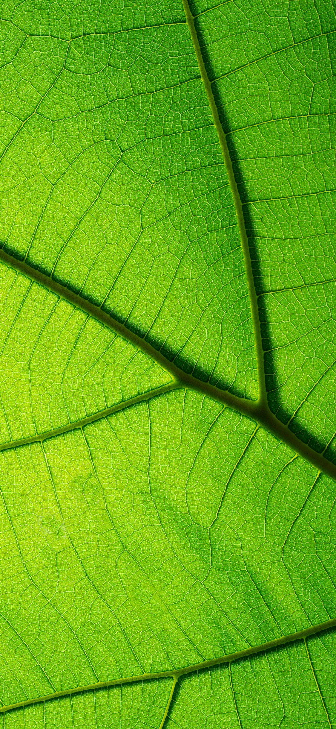 Обои текстура, зеленый, лист, растение, симметрия в разрешении 1125x2436