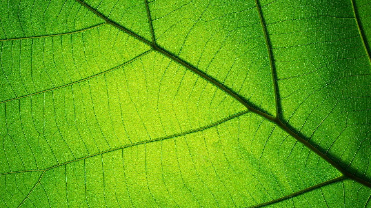 Обои текстура, зеленый, лист, растение, симметрия в разрешении 1280x720