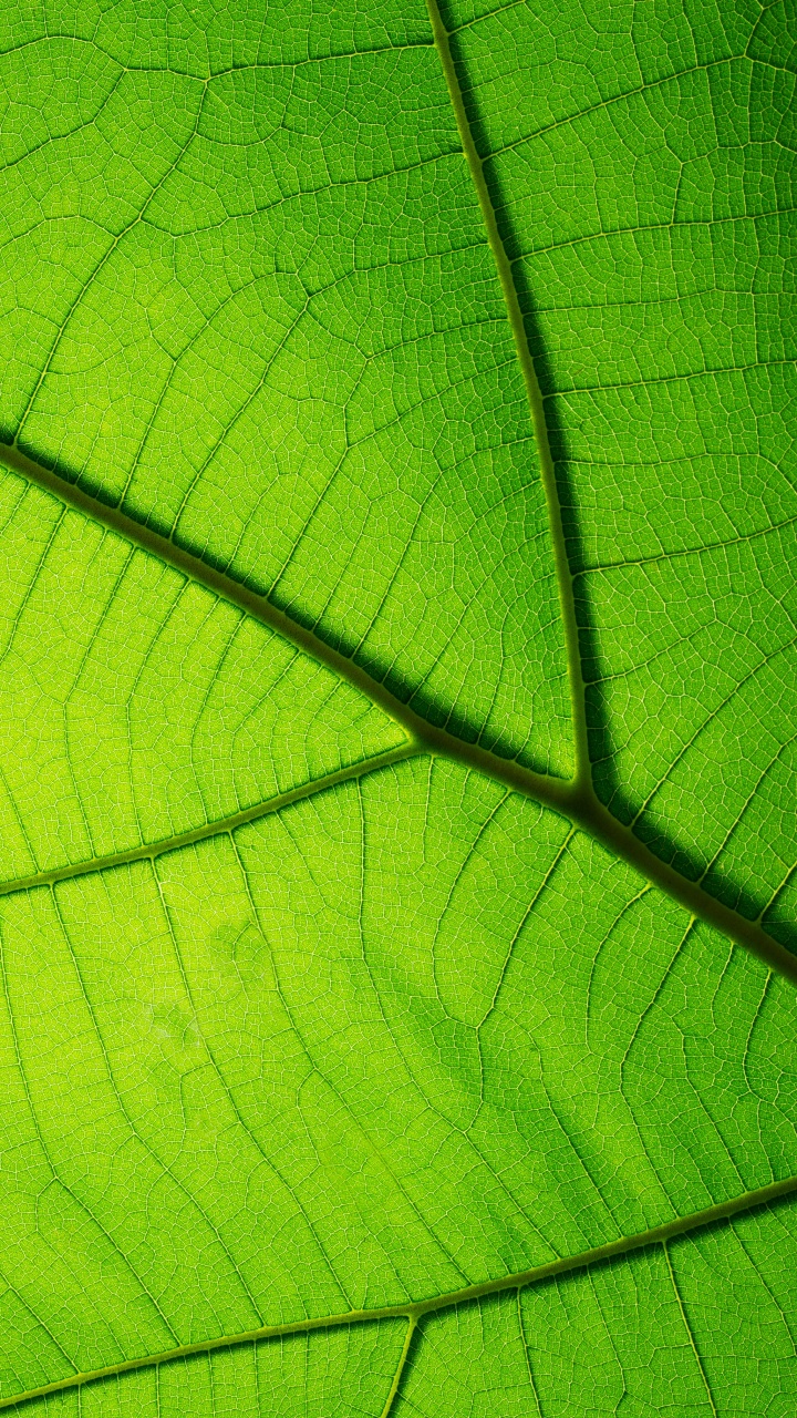 Обои текстура, зеленый, лист, растение, симметрия в разрешении 720x1280