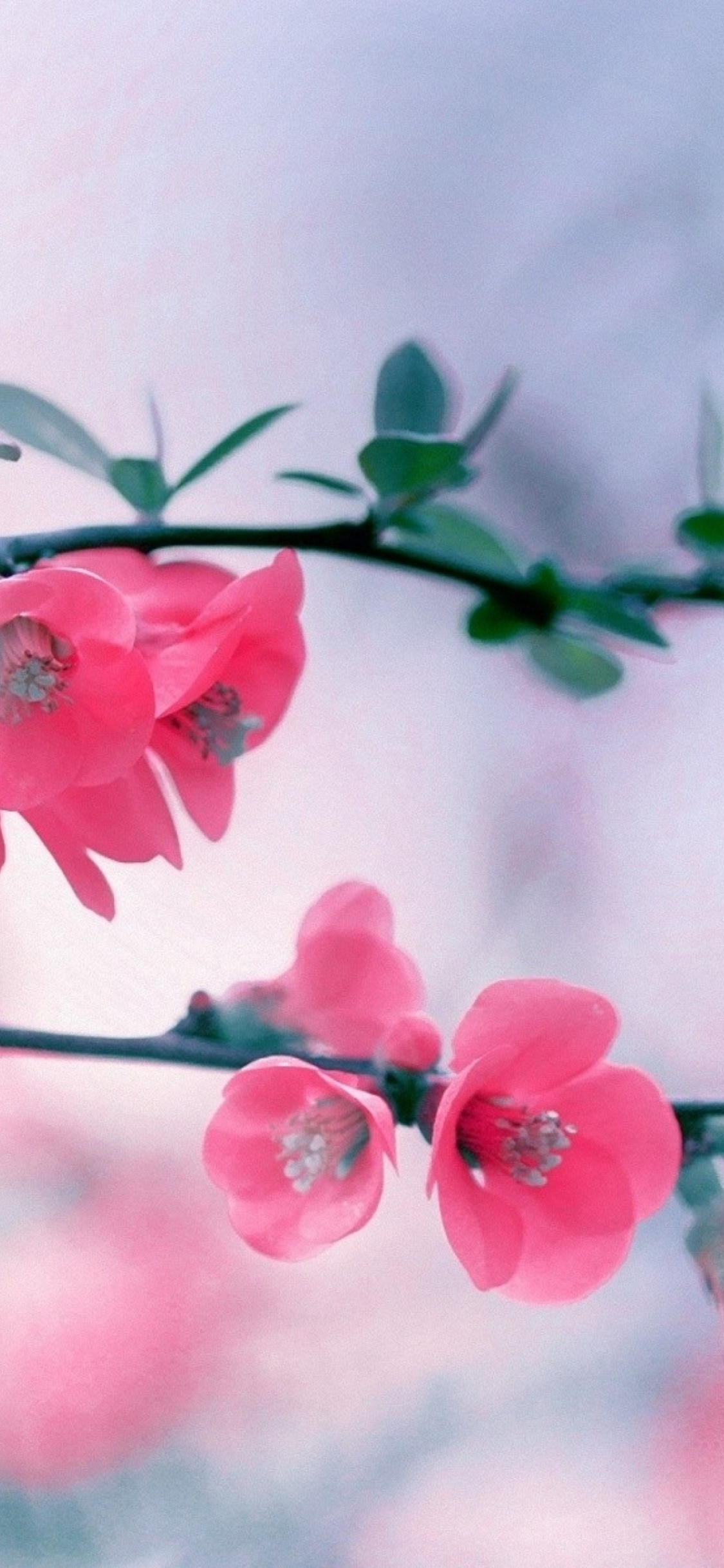 Обои расцвет, цветок, растение, цветение вишни, прут в разрешении 1125x2436