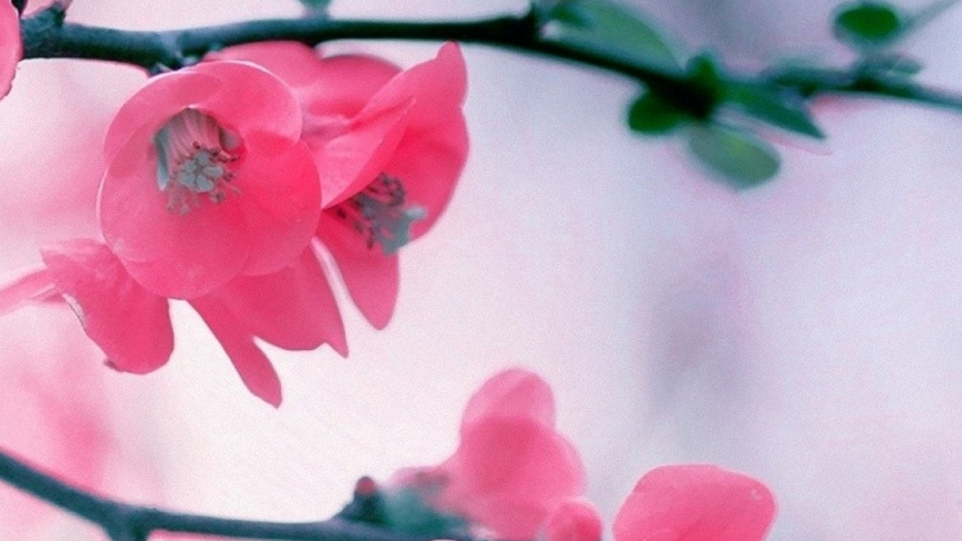 Обои расцвет, цветок, растение, цветение вишни, прут в разрешении 1366x768