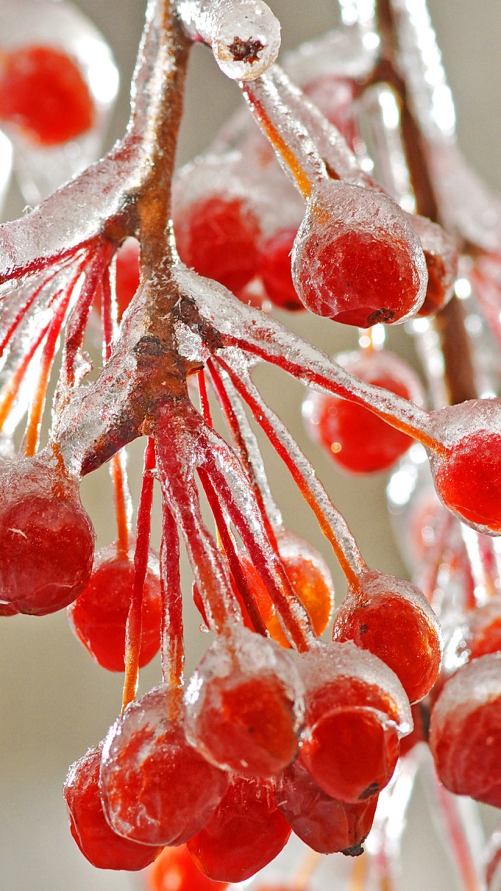 Обои ягоды, фрукты, ветвь, замораживание, клюква в разрешении 720x1280