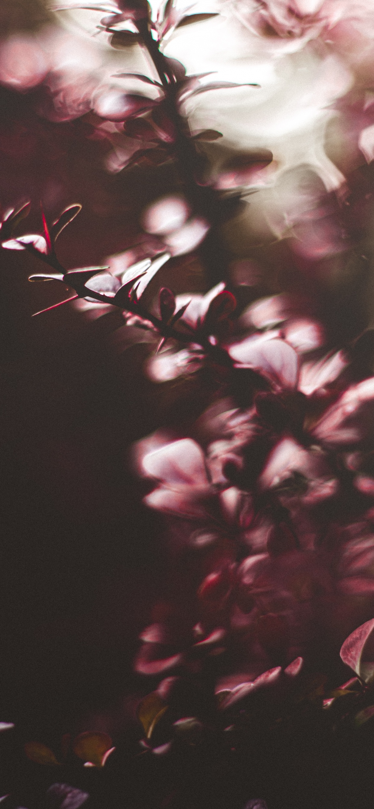 Обои лист, розовый, пурпур, ветвь, свет в разрешении 1242x2688