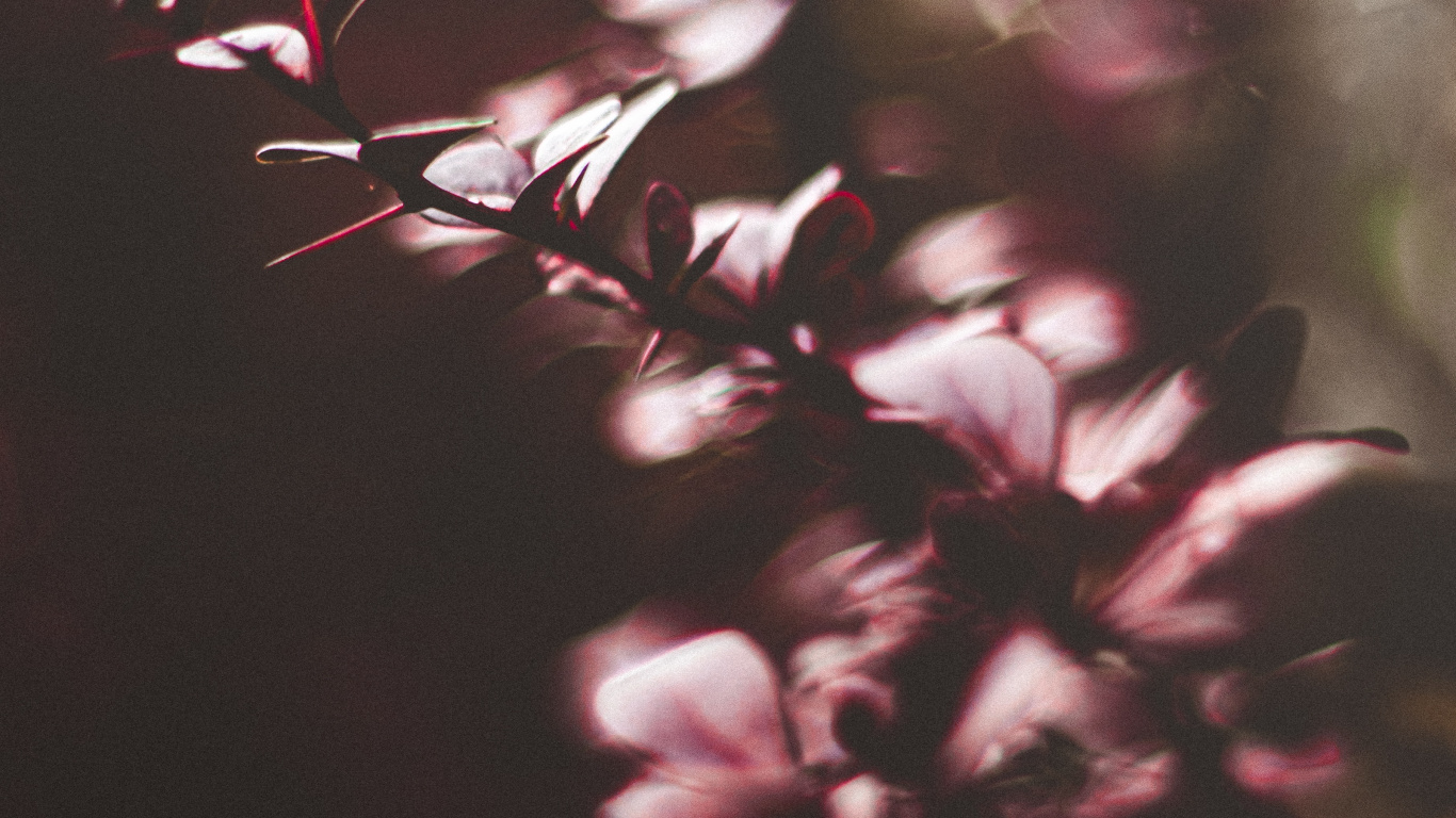 Обои лист, розовый, пурпур, ветвь, свет в разрешении 1366x768