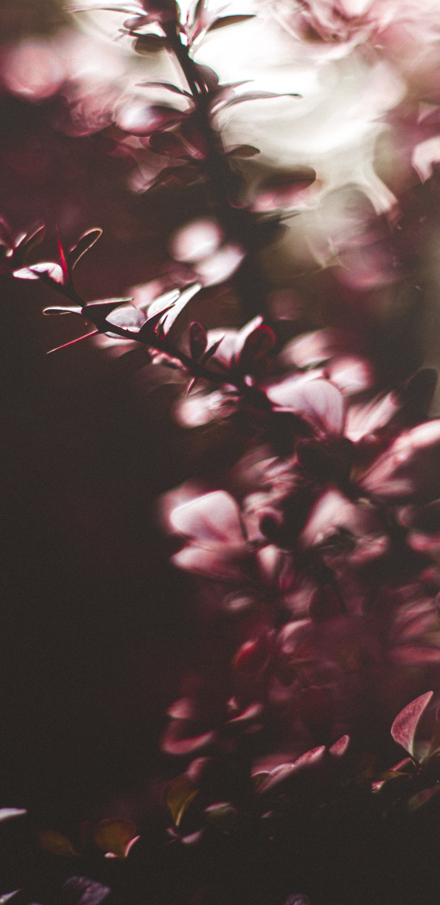 Обои лист, розовый, пурпур, ветвь, свет в разрешении 1440x2960