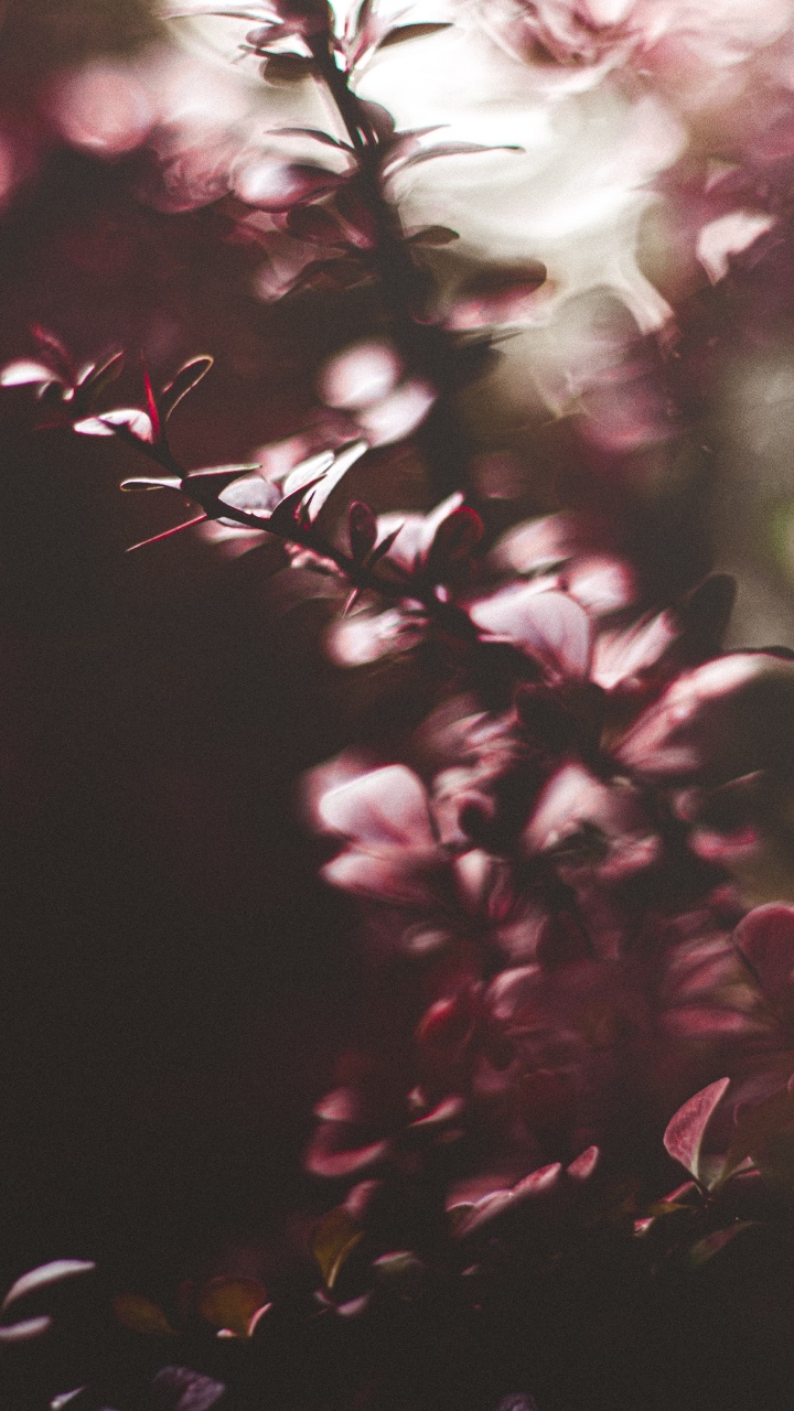 Обои лист, розовый, пурпур, ветвь, свет в разрешении 720x1280