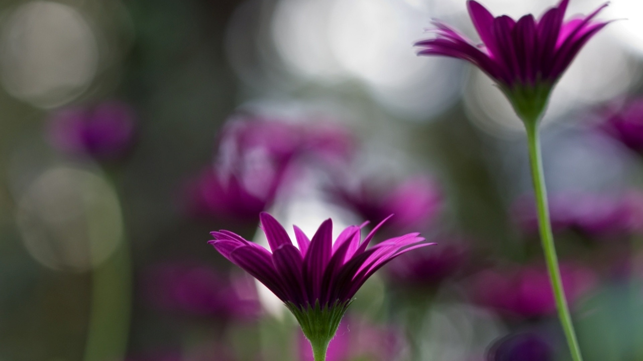 Обои лепесток, пурпур, растение, розовый, Фиолетовый в разрешении 1280x720