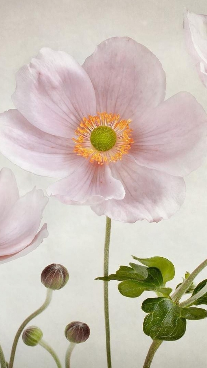 Обои цветок, фреска, натюрморт, акварельные краски, розовый в разрешении 720x1280