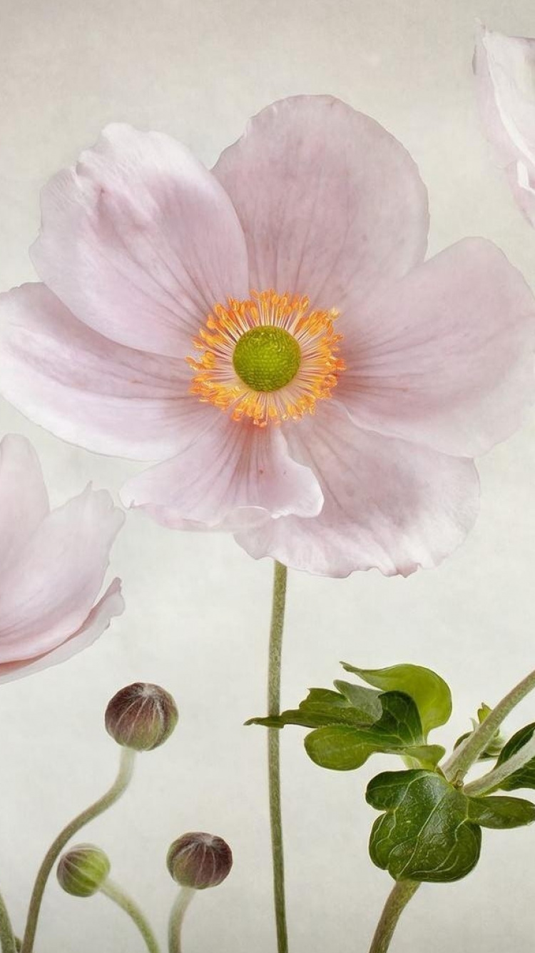 Обои цветок, фреска, натюрморт, акварельные краски, розовый в разрешении 750x1334