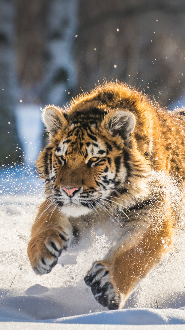 Обои кошачьих, Амурский тигр, большая кошка, Лев, бенгальский тигр в разрешении 750x1334