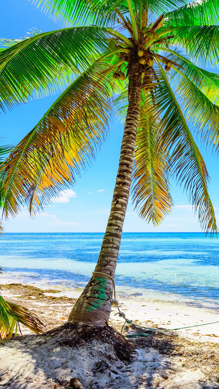 Обои пляж, пальмовые рощи, море, побережье, берег в разрешении 750x1334