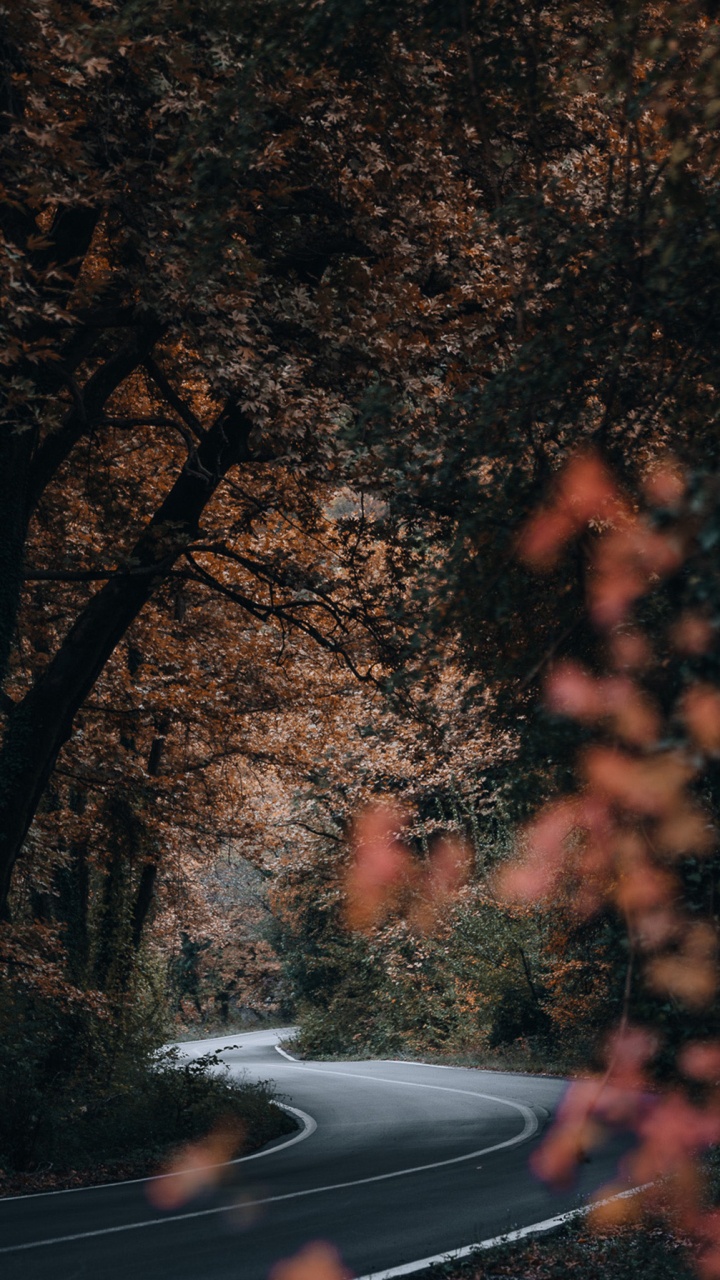 Обои природа, растение, атмосфера, ветвь, прут в разрешении 720x1280