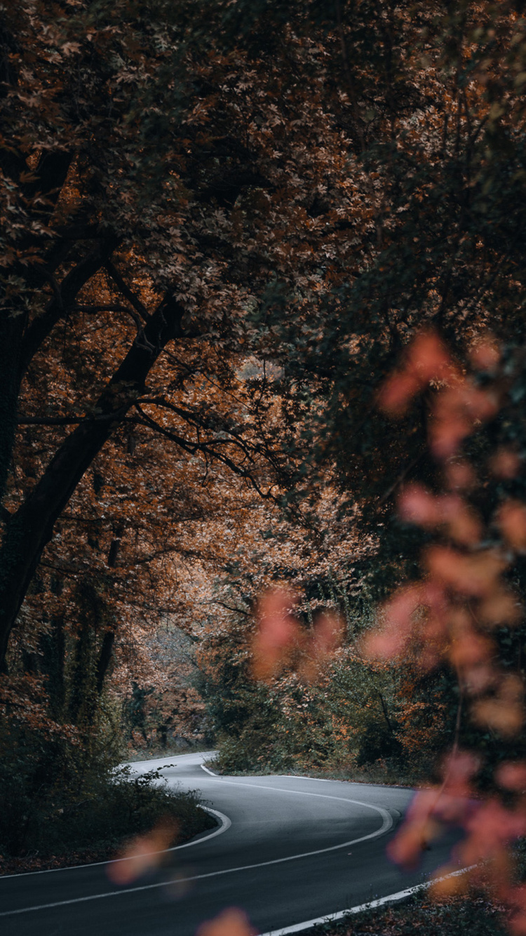 Обои природа, растение, атмосфера, ветвь, прут в разрешении 750x1334