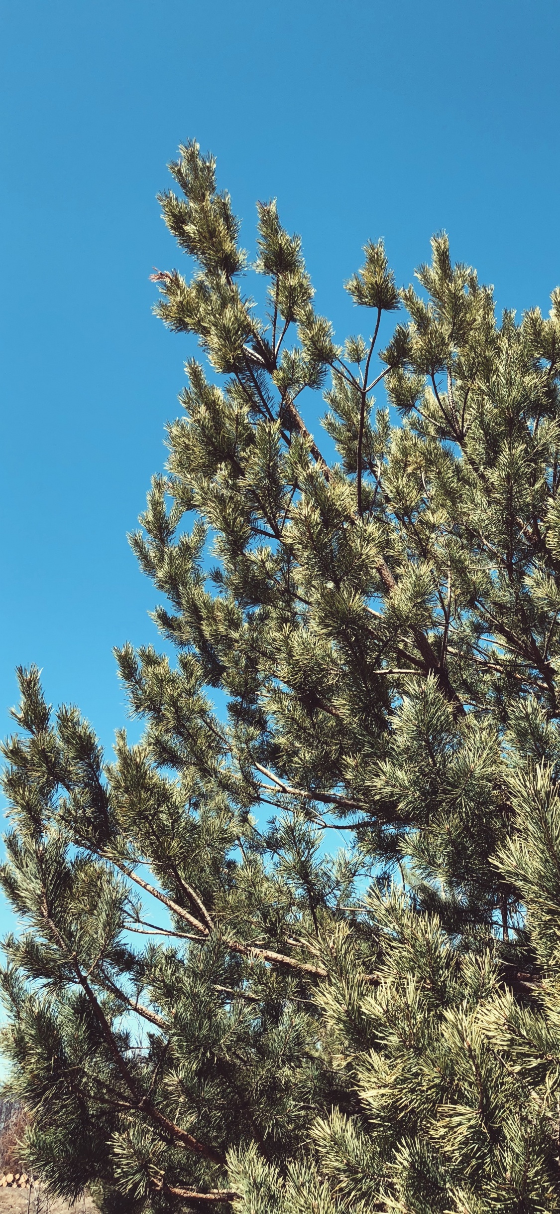 Обои растительность, кустарник, биом, ель, ветвь в разрешении 1125x2436