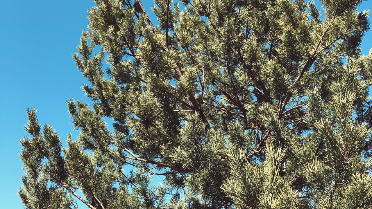 Обои растительность, кустарник, биом, ель, ветвь в разрешении 1280x720