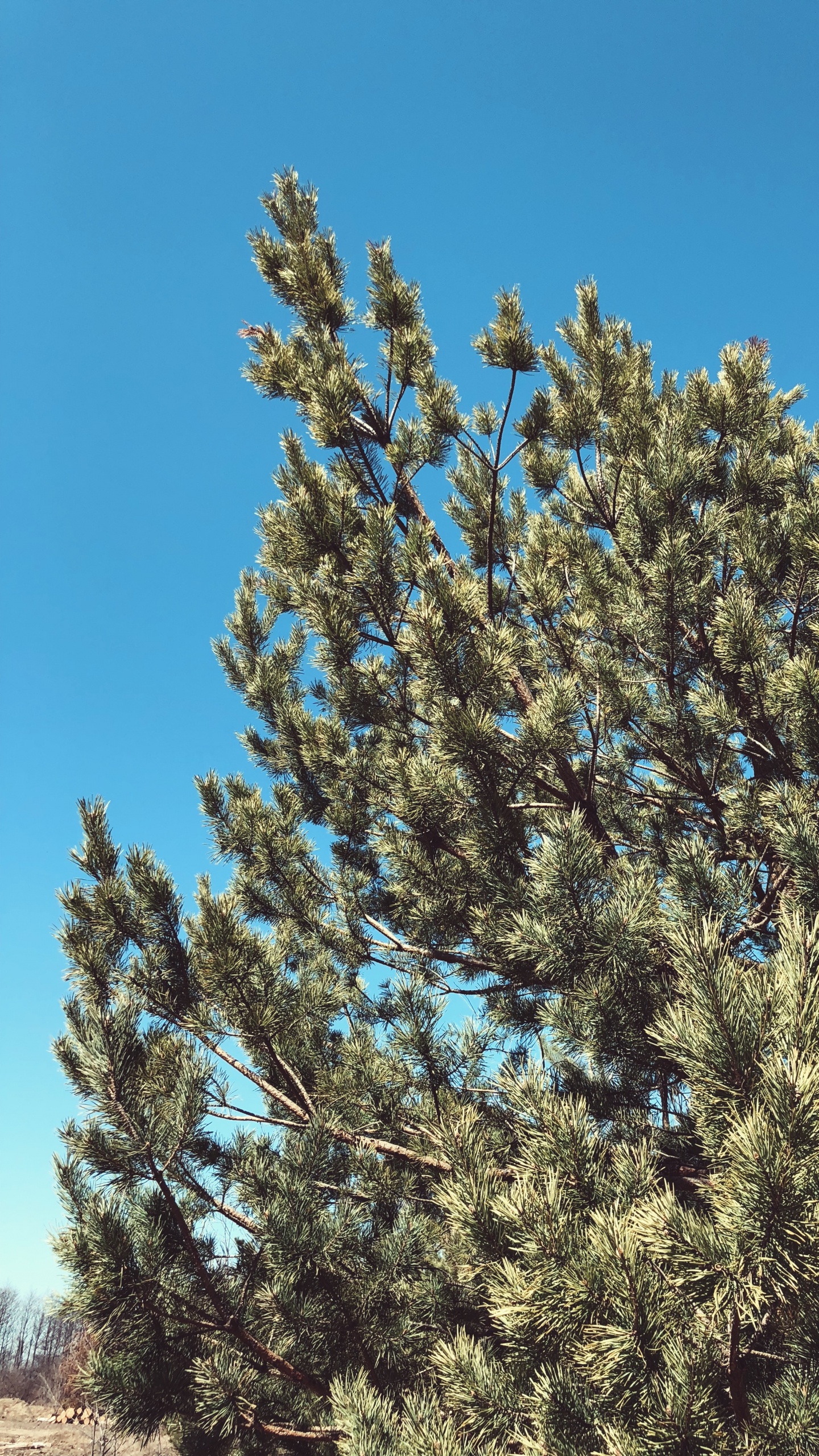 Обои растительность, кустарник, биом, ель, ветвь в разрешении 1440x2560