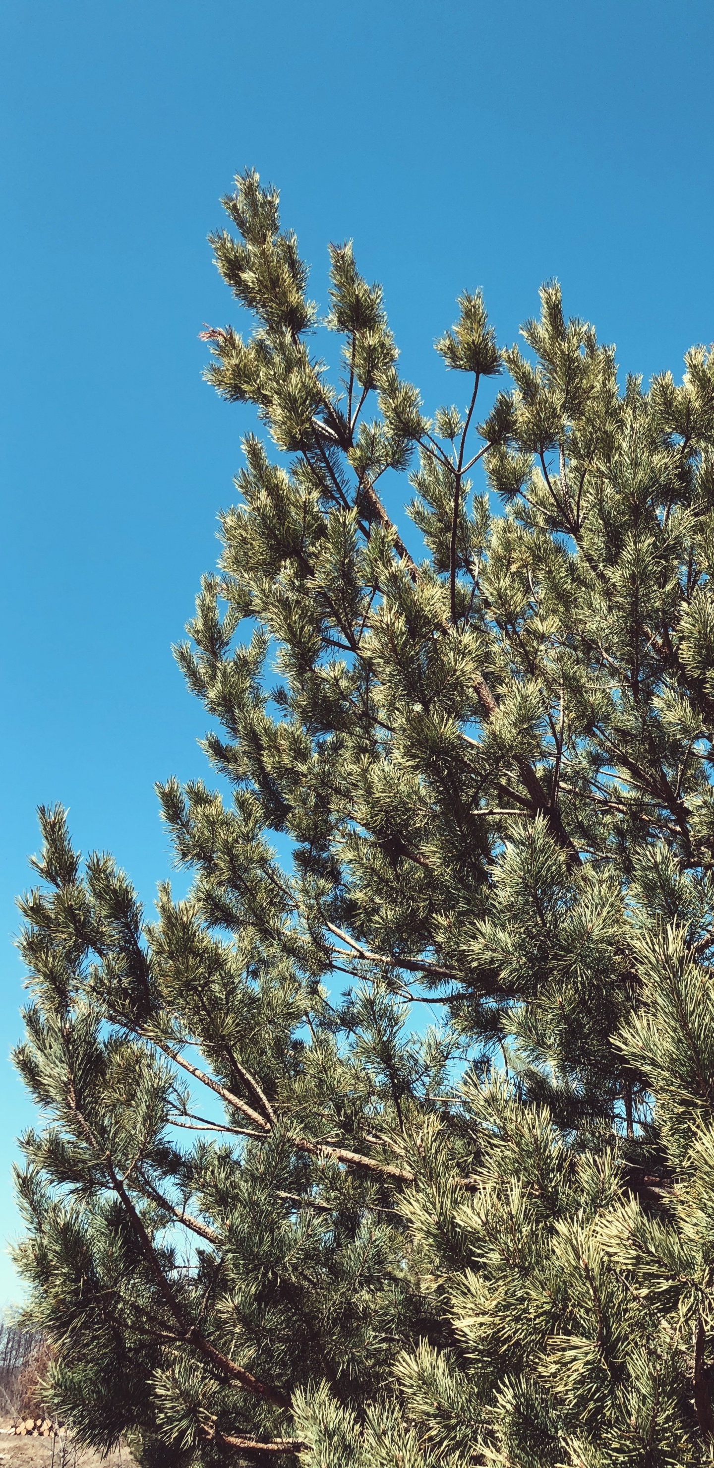 Обои растительность, кустарник, биом, ель, ветвь в разрешении 1440x2960