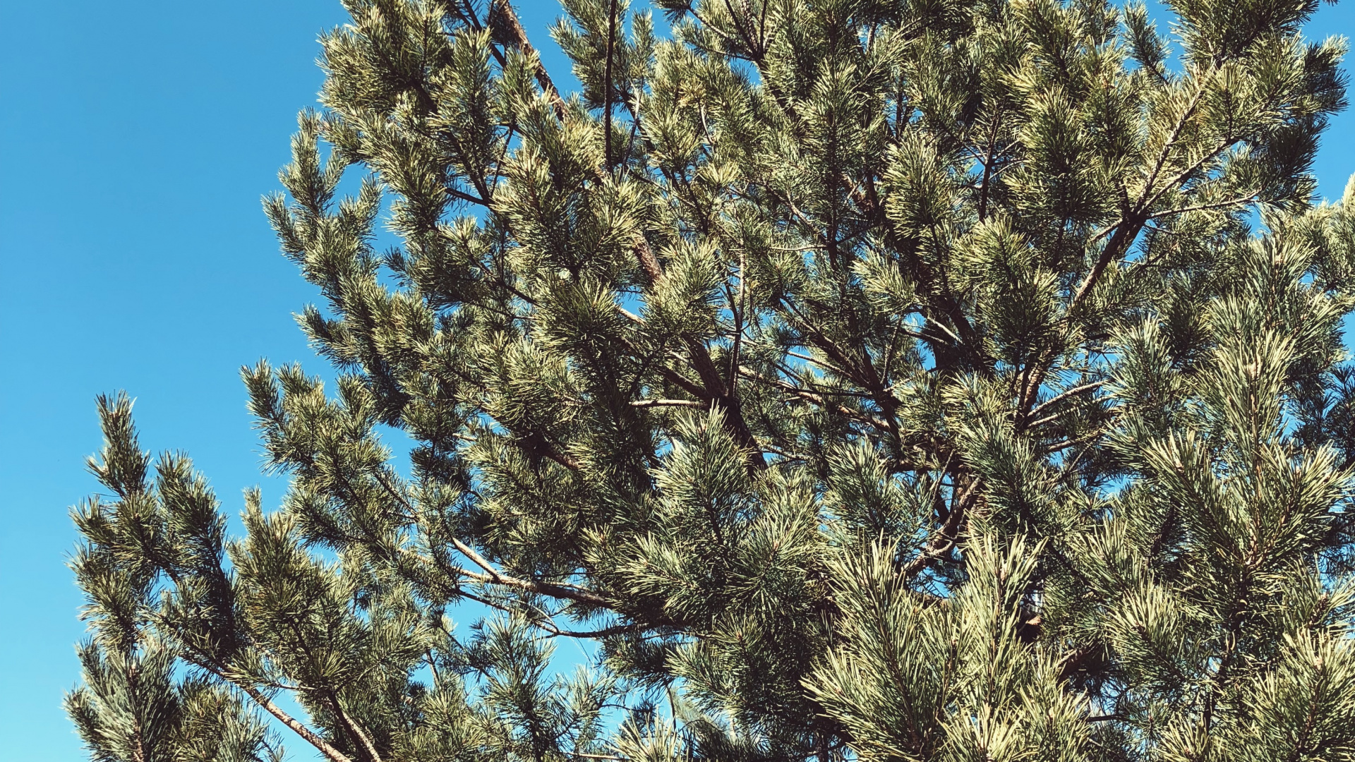 Обои растительность, кустарник, биом, ель, ветвь в разрешении 1920x1080