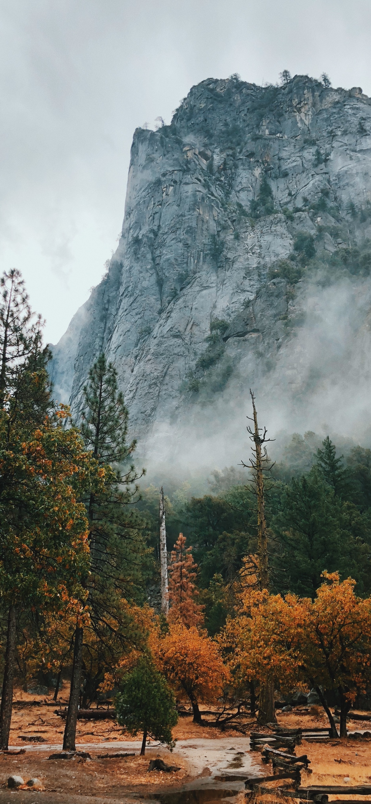 Обои природа, национальный парк, природный ландшафт, дерево, горный рельеф в разрешении 1242x2688