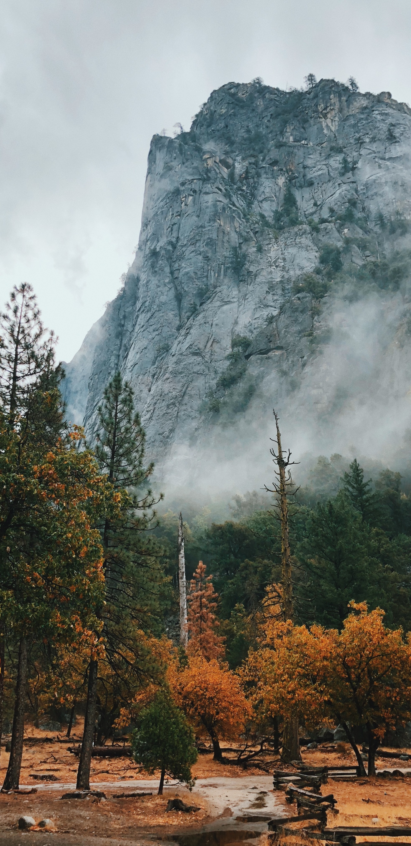 Обои природа, национальный парк, природный ландшафт, дерево, горный рельеф в разрешении 1440x2960