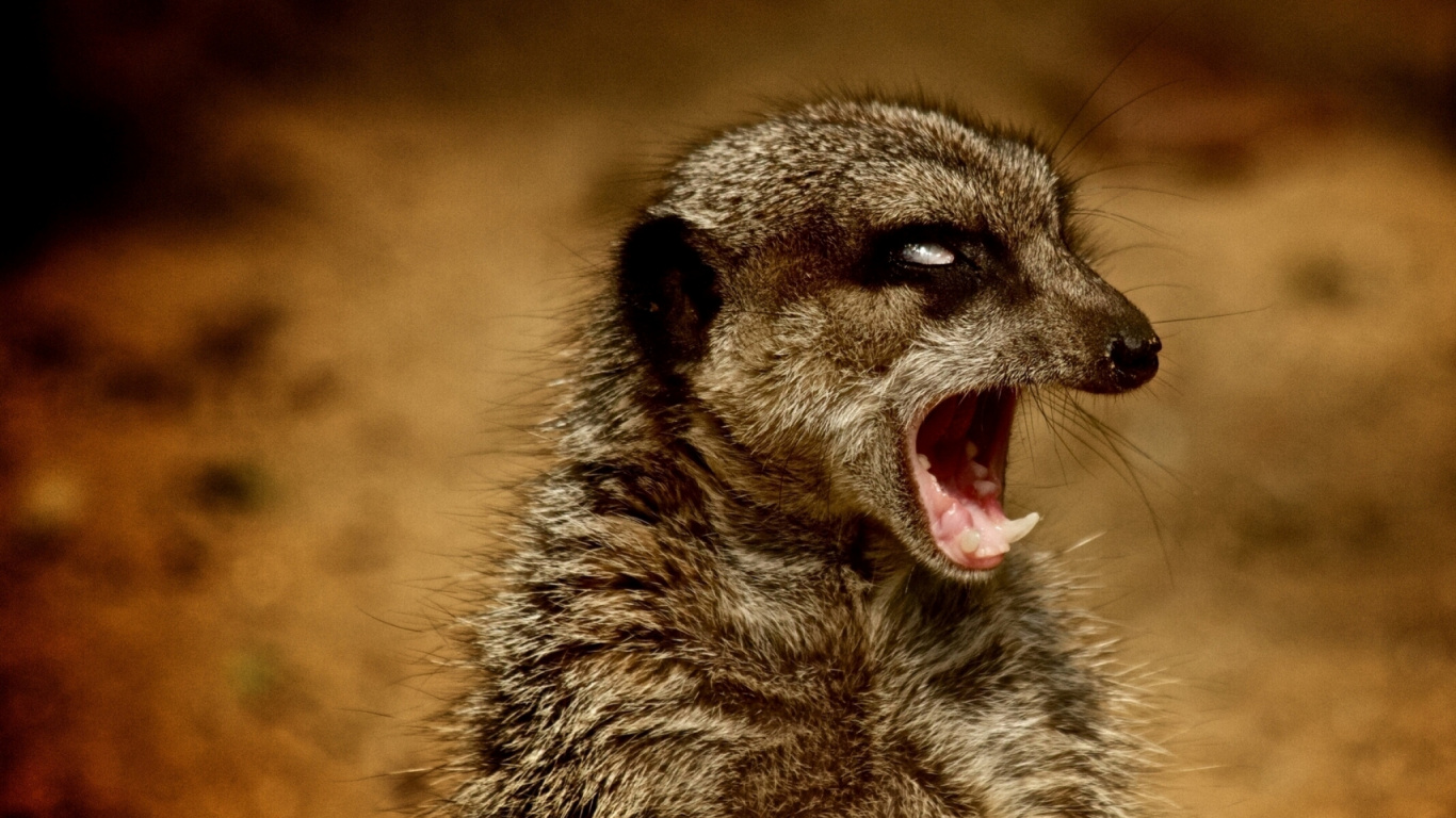 Обои суриката, мангуста, живая природа, морда, viverridae в разрешении 1366x768