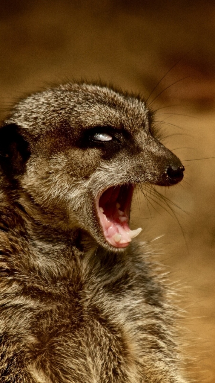 Обои суриката, мангуста, живая природа, морда, viverridae в разрешении 720x1280