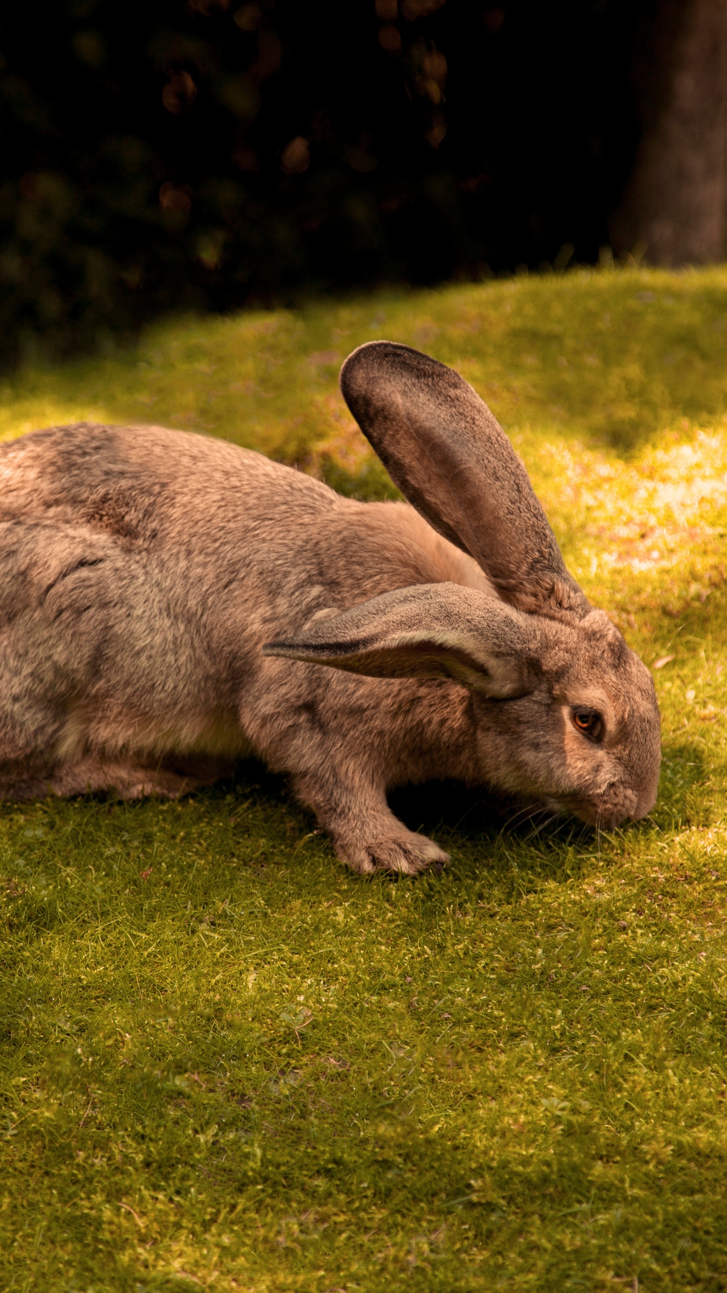 Обои грызун, Кролики и зайцы, зоопарк, домашнее животное, трава в разрешении 1440x2560