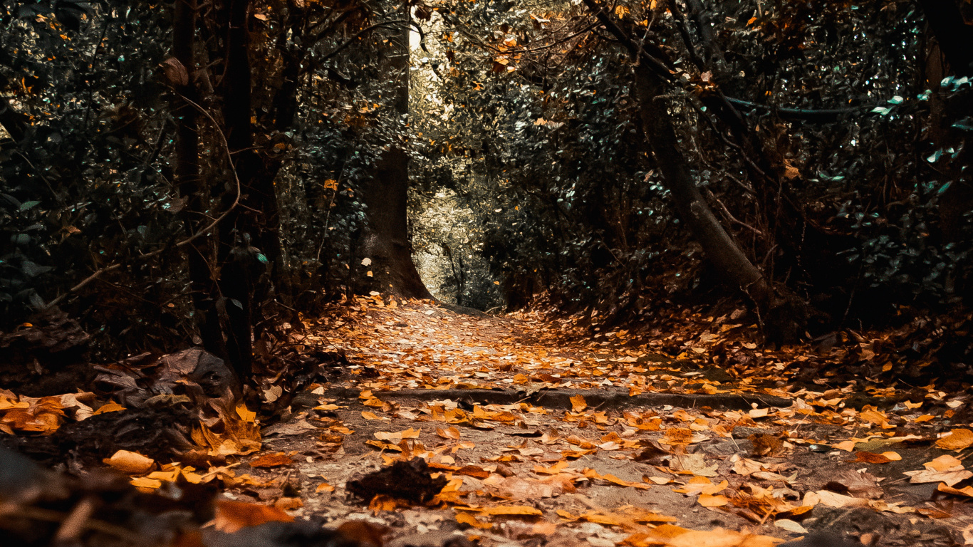 Обои природа, лист, дерево, окружающая среда, природный ландшафт в разрешении 1366x768