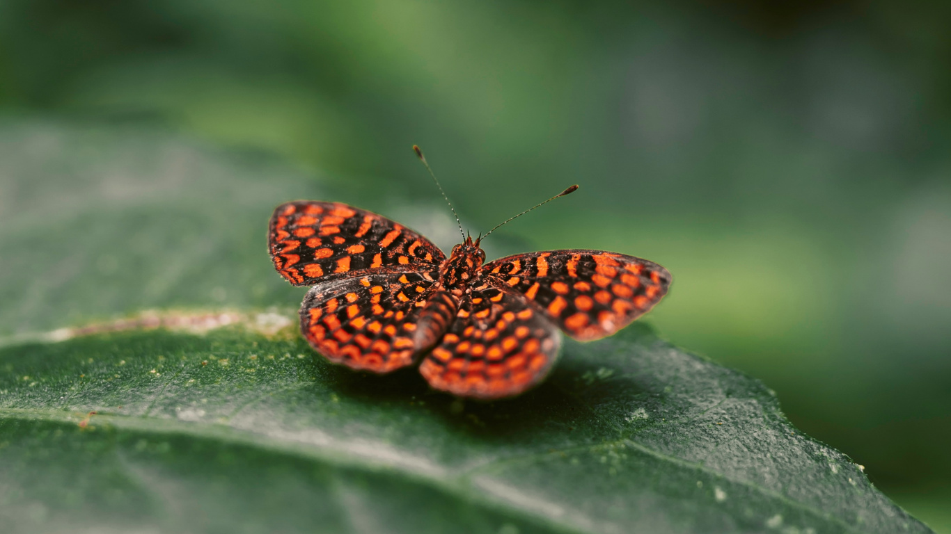 Обои насекомое, бабочка, зеленый, мотыльки и бабочки, лист в разрешении 1366x768