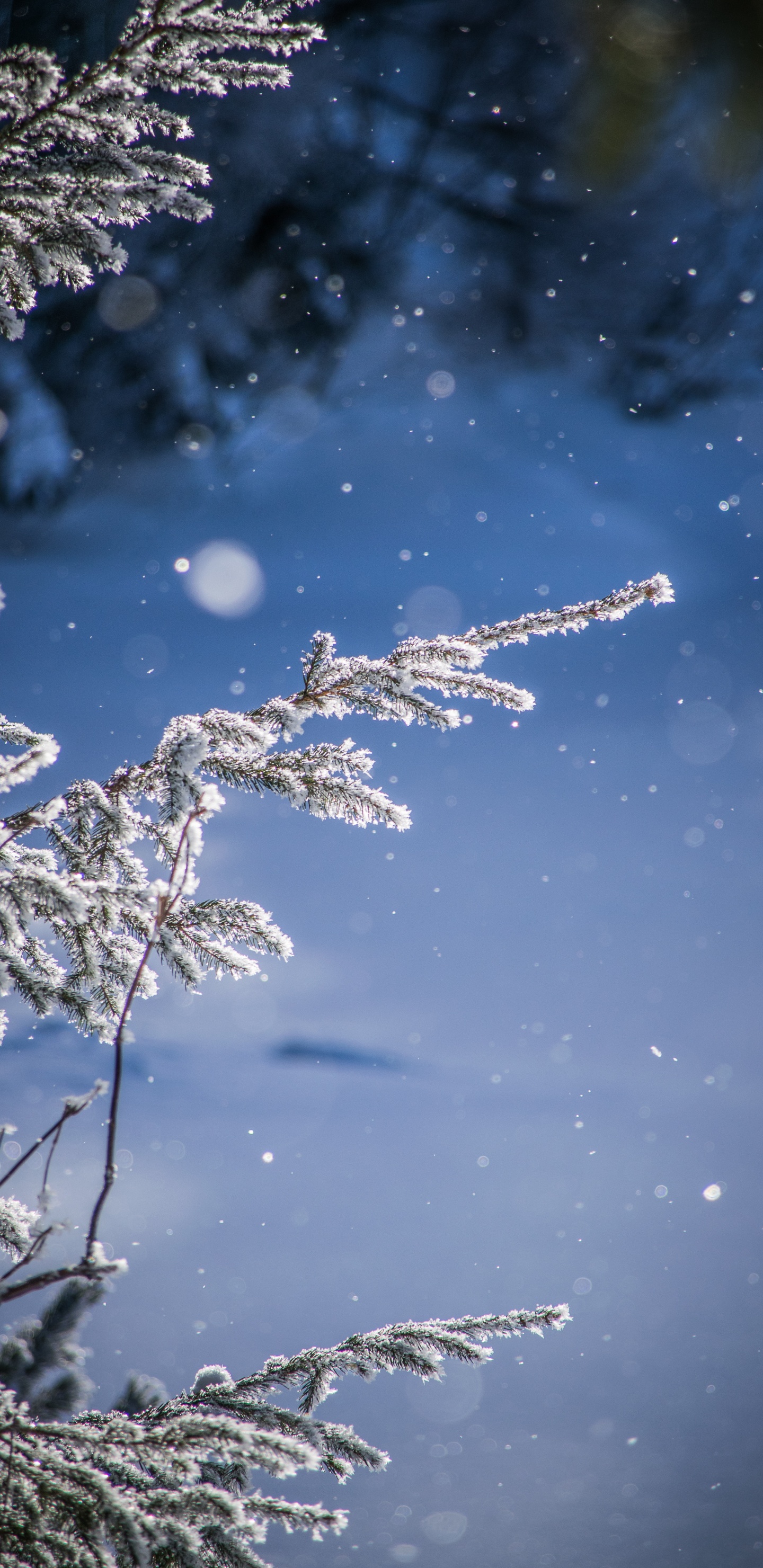 Обои снег, зима, вода, мороз, замораживание в разрешении 1440x2960
