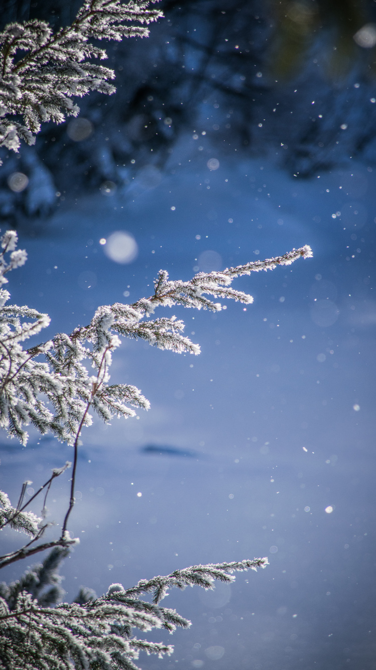 Обои снег, зима, вода, мороз, замораживание в разрешении 750x1334