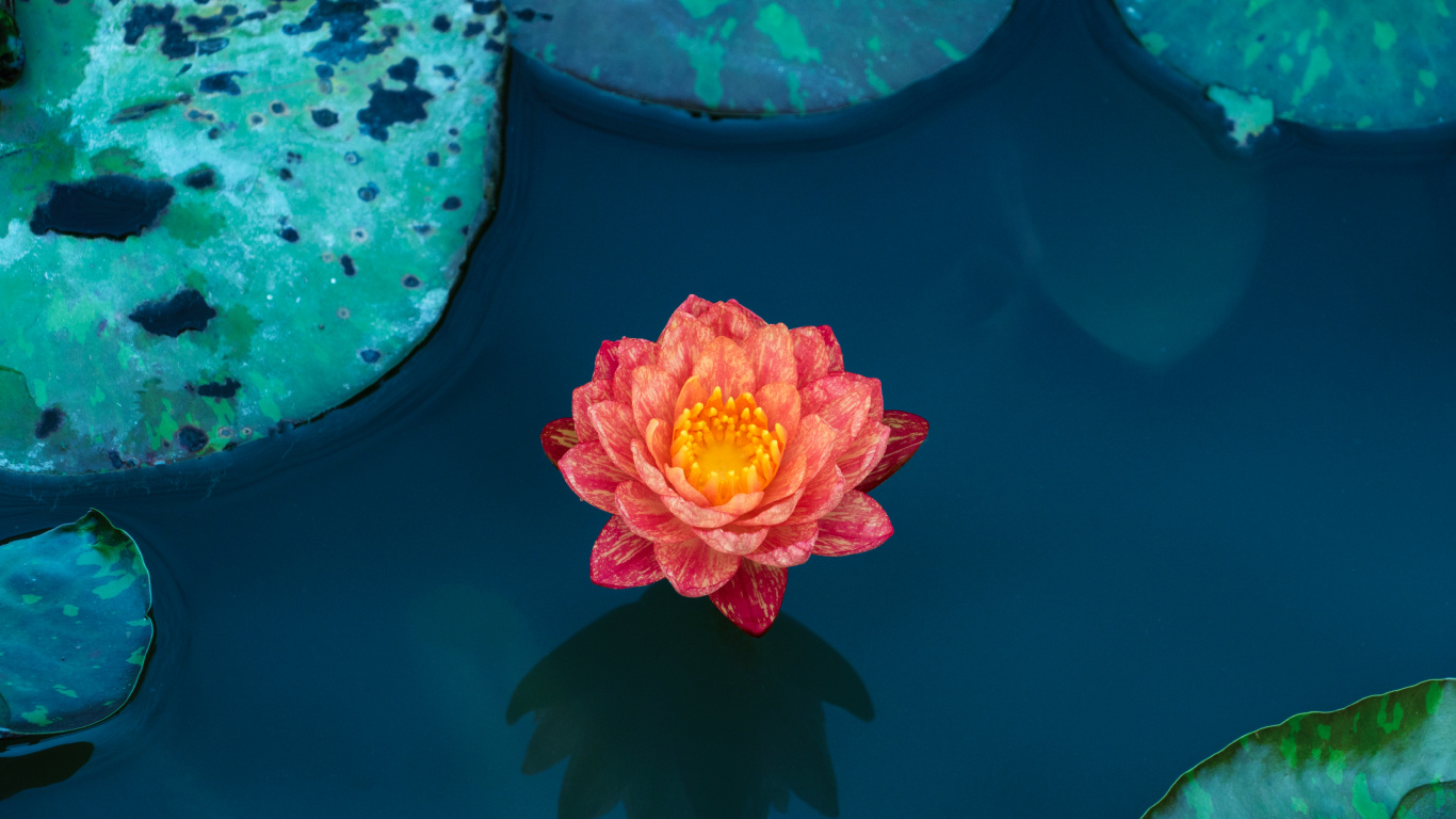 Обои цветковое растение, вода, водное растение, синий, священный Лотос в разрешении 1366x768